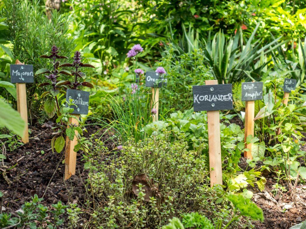 Majoran, Koriander, Basilikum und Oregano im Garten