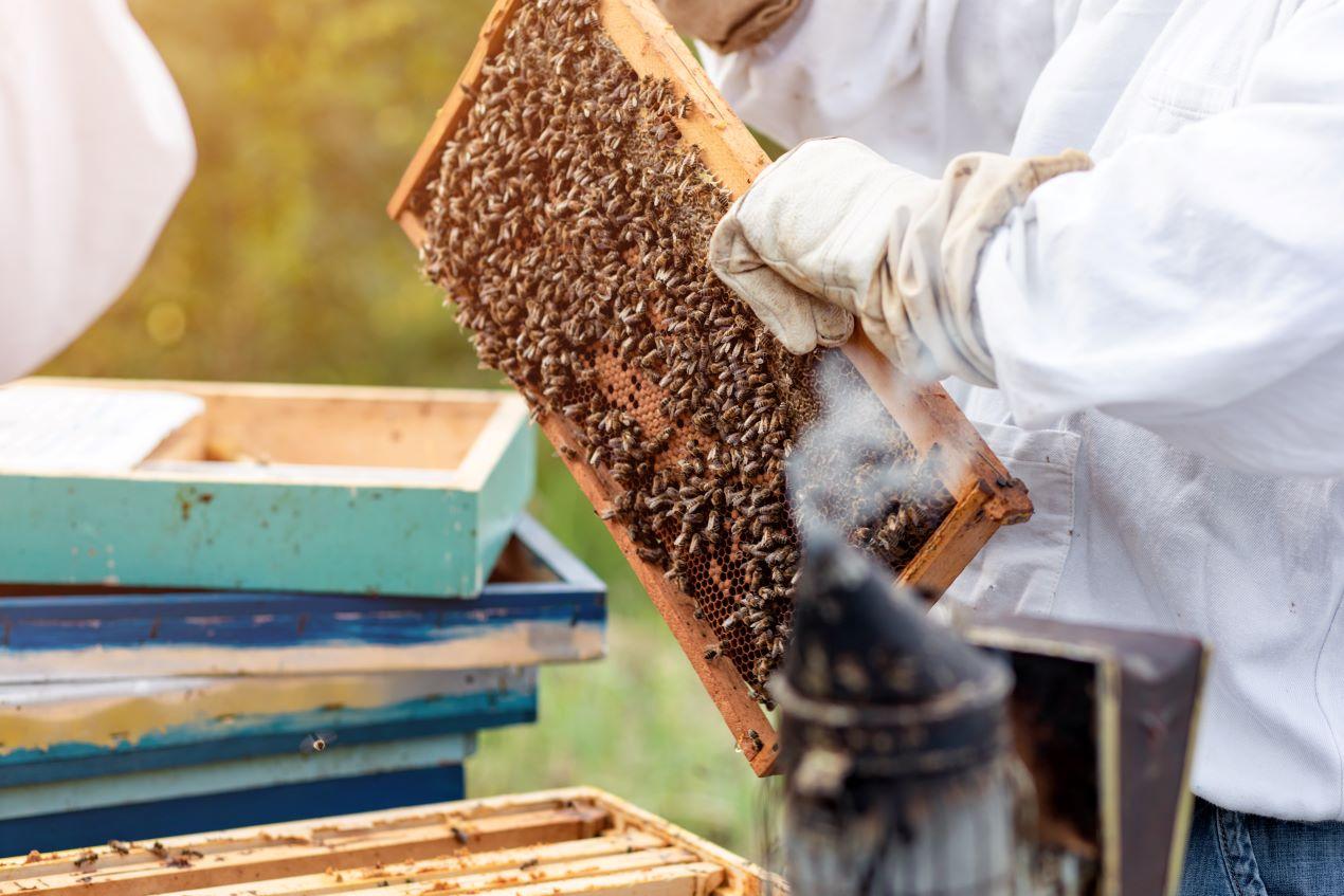 Imker hält Bienenwabe voller Bienen, um Bienengift Wirkung zu nutzen