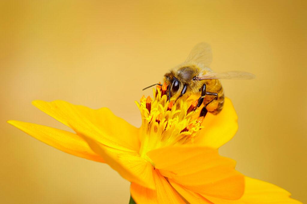 Nahaufnahme einer Honigbiene auf gelber Blume – Bienengift Wirkung und natürliche Heilkräfte