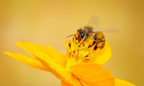 Der unterschätzte Schatz der Natur: Welche Wirkung Bienengift entfaltet