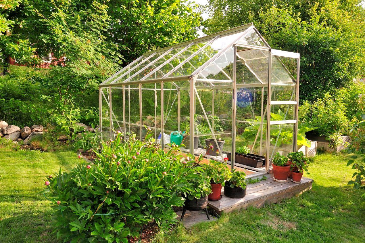 Großes Glasgewächshaus im sonnigen Garten, umgeben von grünen Pflanzen – lichtdurchlässige Gewächshausplatten für optimales Wachstum