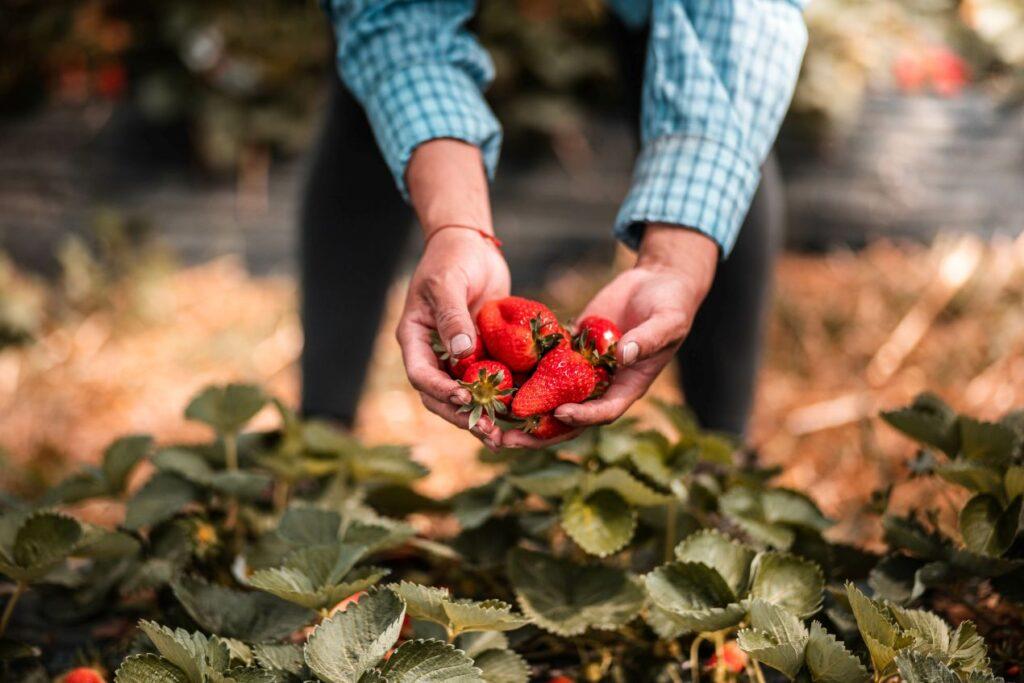 Hände halten frische Erdbeeren inmitten grüner Erdbeerpflanzen – optimales Wachstum durch Gewächshausplatten