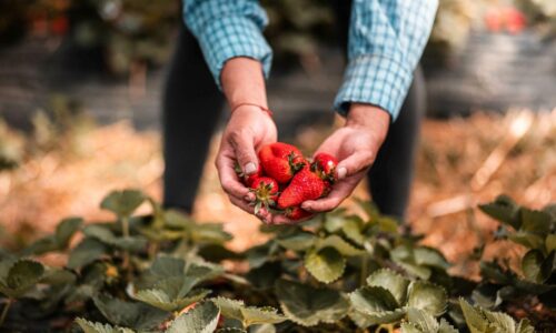 Die perfekte Gartensaison – So verlängern Sie die Erntezeit clever