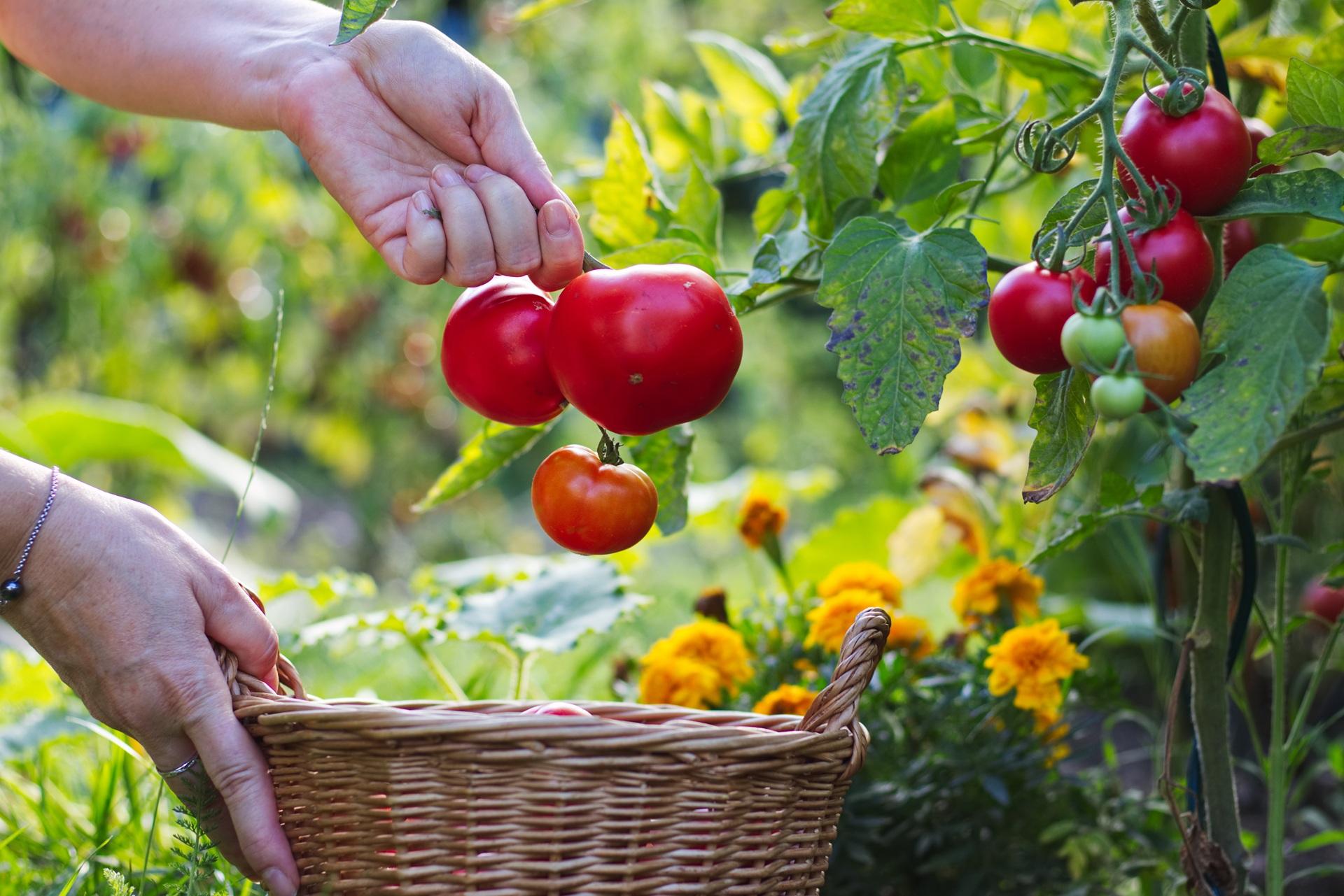 Tomatenernte im Gartenkorb | Pflugschare