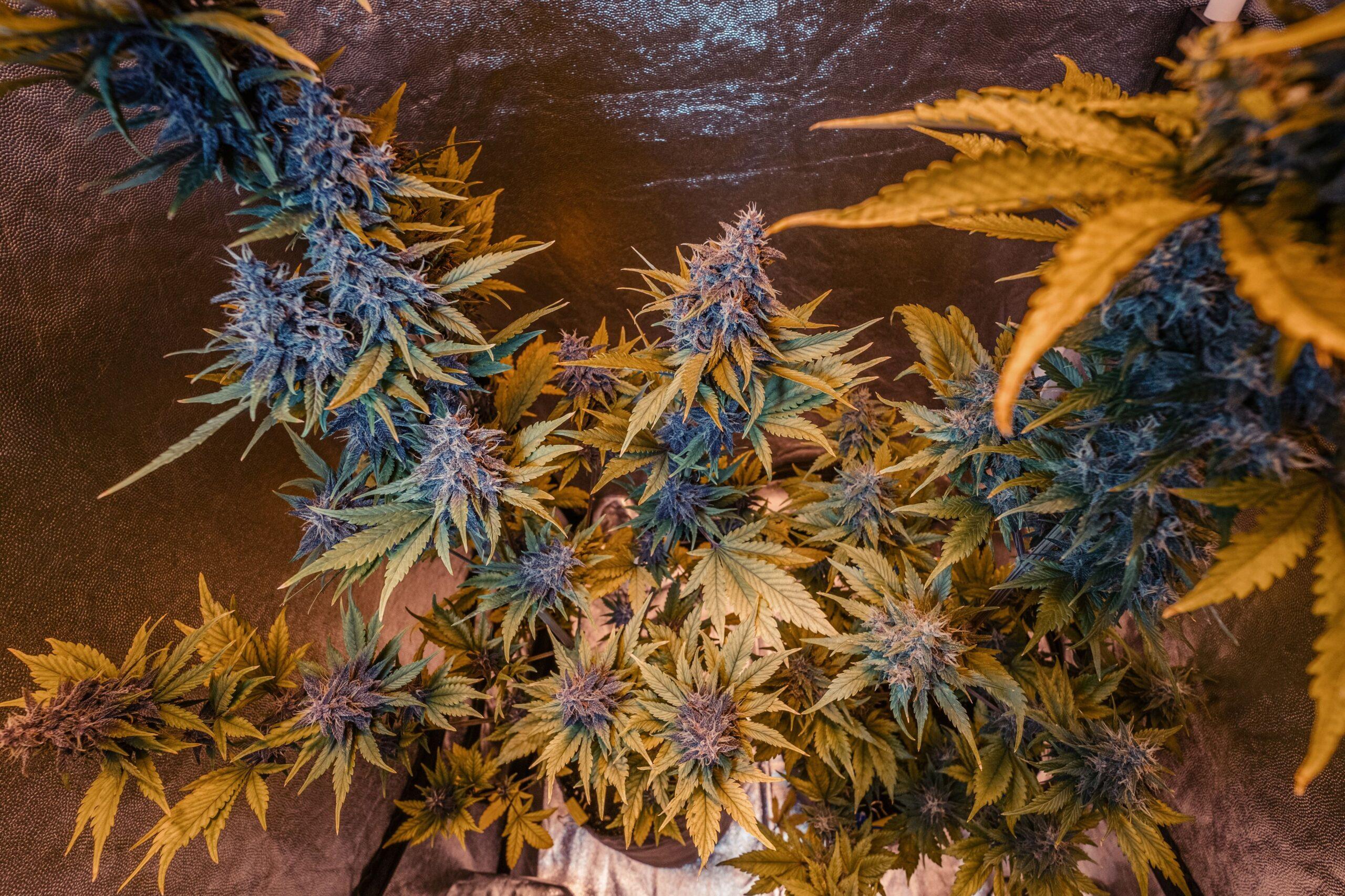 Critical OG Strain_Anbau