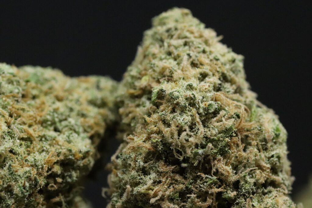 Critical OG Strain_Sorte