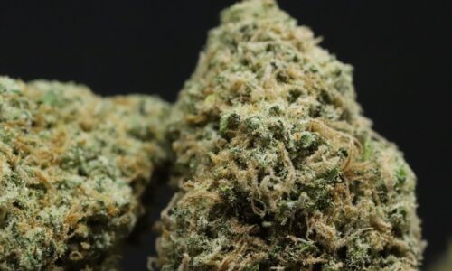 Maximale Ernte: So erzielen Sie 500-550 g pro Pflanze mit dem richtigen Anbau